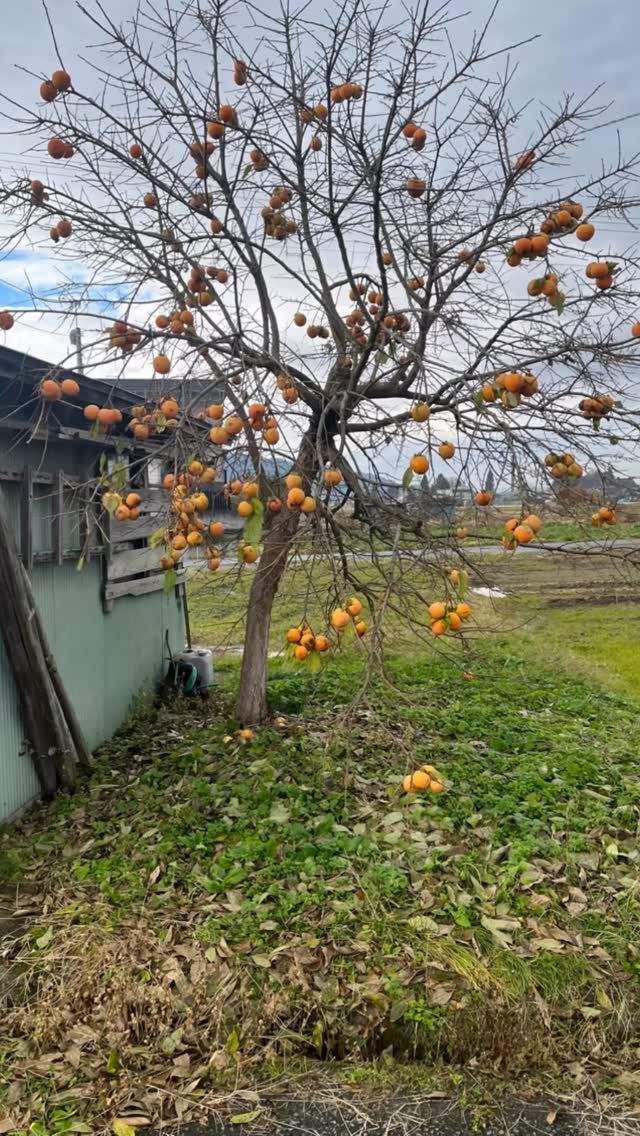 柿！！
熊対策

#柿
#熊